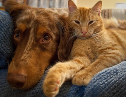 Il potere di un amico a quattro zampe